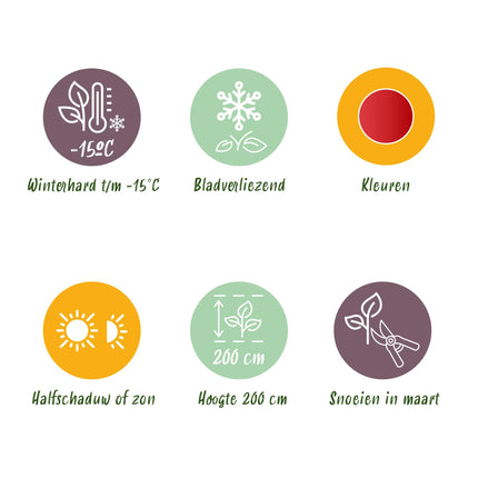 Japanse Esdoorn - Acer palmatum Beni Maiko - Rood - 2 stuks - Pot 19cm Hoogte 70cm