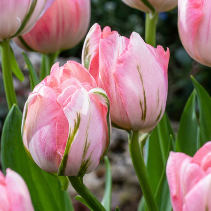 96x Tulipa Double Pink - Tulipán doble rosa - Rosa - Floración primaveral - Calibre del bulbo 11/12