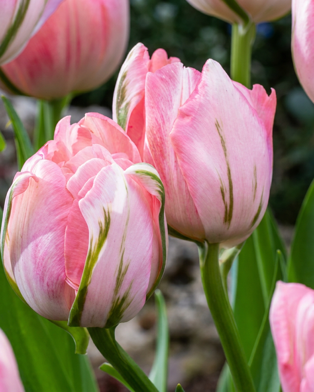 96x Tulipa Double Pink - Dubbele roze tulp - Roze - Voorjaarsbloeier - Bolmaat 11/12