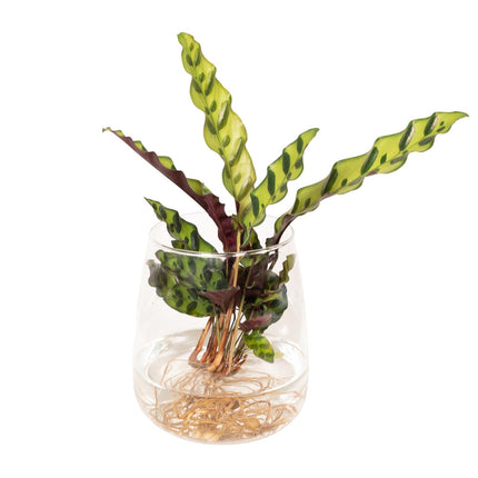 Calathea Insignis in vaso Kingston in vetro - Ø12cm - ↕30cm