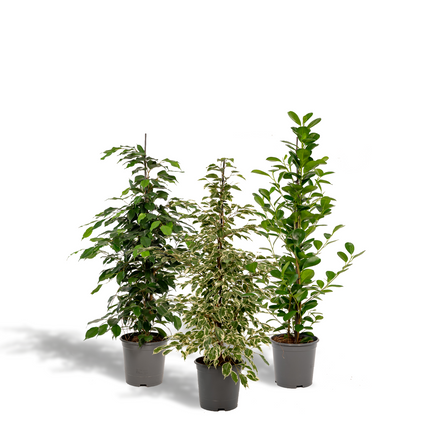 Ficus Benjamina Danielle - Ø21cm - ↕95cm + Ficus Benjamina Twilight - Ø21cm - ↕95cm + Ficus Microcarpa Moclame - Ø21cm - ↕95cm - 3 planten