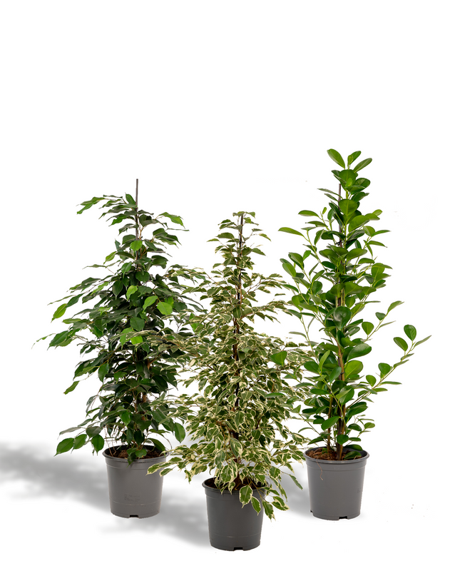 Ficus Benjamina Danielle - Ø21cm - ↕95cm + Ficus Benjamina Twilight - Ø21cm - ↕95cm + Ficus Microcarpa Moclame - Ø21cm - ↕95cm - 3 planten