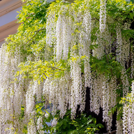 Blauwe regen - Wisteria floribunda Alba - Bloem Wit  - 1 plant - Pot 11cm Hoogte 40cm