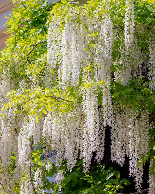 Blauwe regen - Wisteria floribunda Alba - Bloem Wit  - 1 plant - Pot 11cm Hoogte 40cm