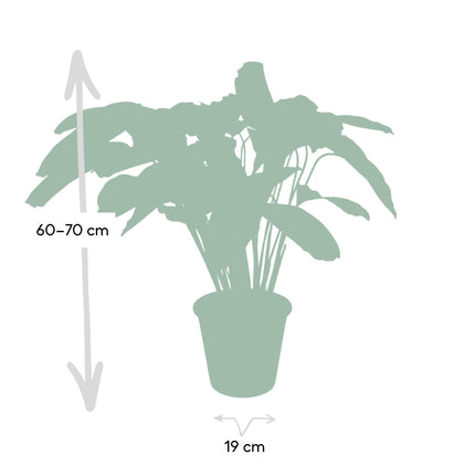 Calathea Flamestar - Planta Pavo Real - Ø19cm - ↕75cm