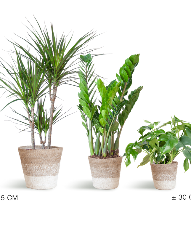Plantenbox Schaduw - 3 planten - incl. mand jute wit