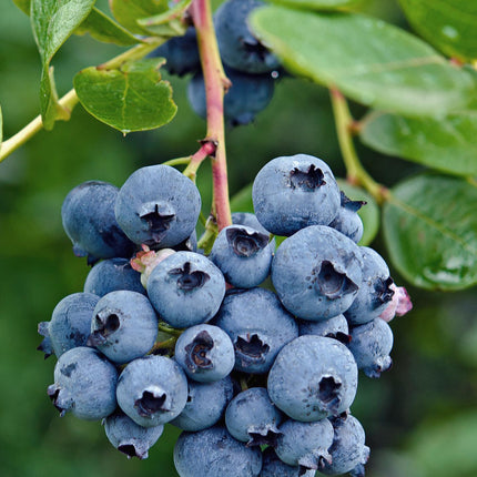 Vaccinium corymbosum 'Reka' - Blauwe bes - Ø13cm - ↕45cm