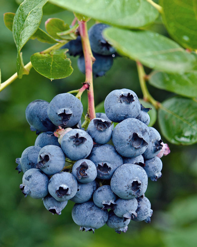 Vaccinium corymbosum 'Reka' - Blauwe bes - Ø13cm - ↕45cm