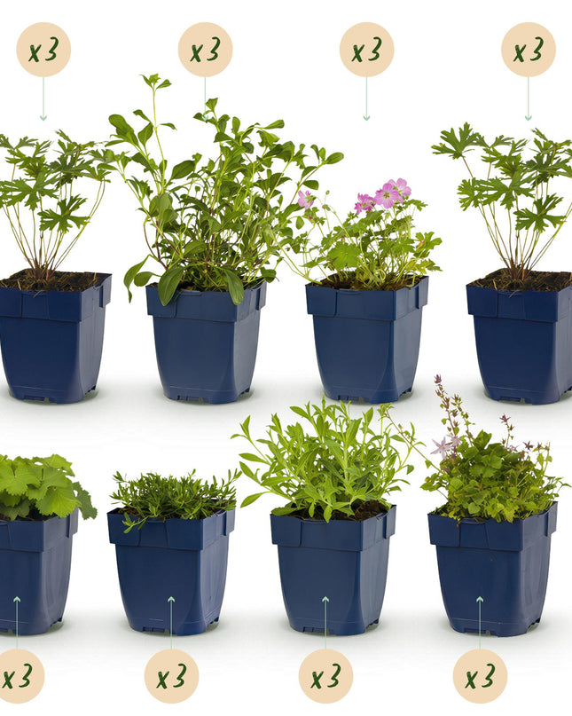 Borderpakket - Bodembedekkend - 24 Vaste planten - 3 m2 - Diversen kleuren - Weinig Onderhoud - Pot 11cm