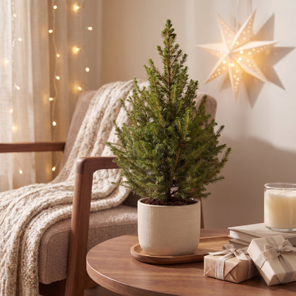 4x Kerstboom Picea glauca Conica - Kegelspar - Ø17cm - ↕65cm