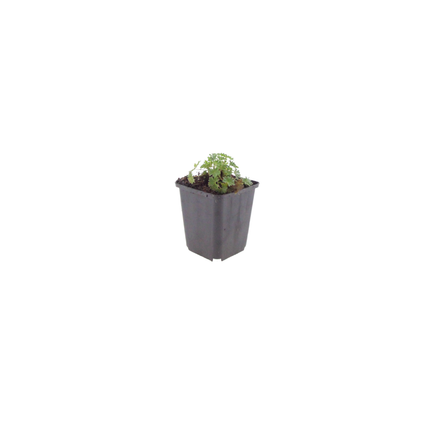 24x Géranium cin. 'Ballerina' - ↕10-25cm - Ø9cm
