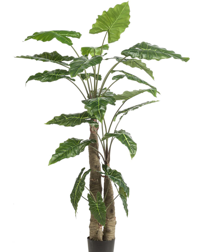 Kunstplant - Alocasia - Olifantsoor - ↕ 180 cm
