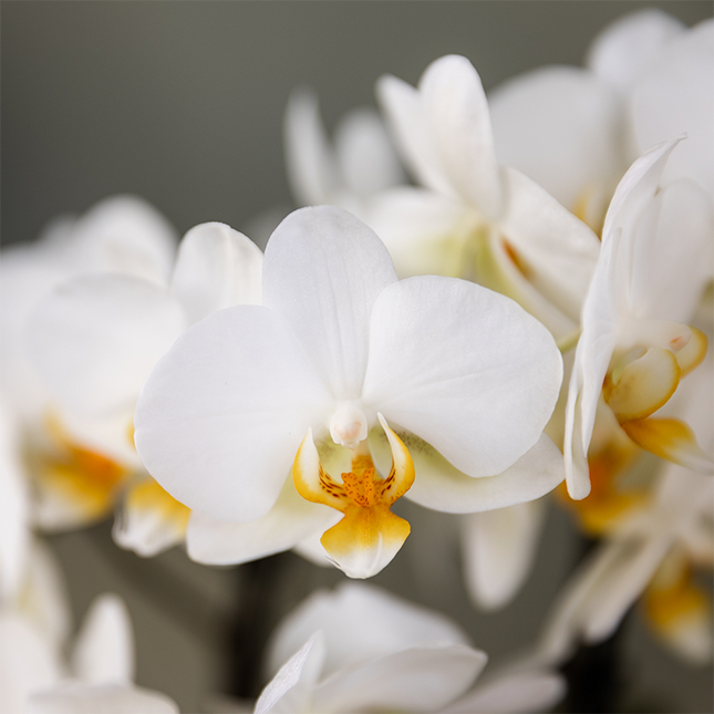 Weiße Lausanne Orchidee + grüner Diabolo Übertopf | inkl. Wasserstandsanzeiger | Topfgröße Ø9cm | blühende Zimmerpflanze – frisch vom Züchter