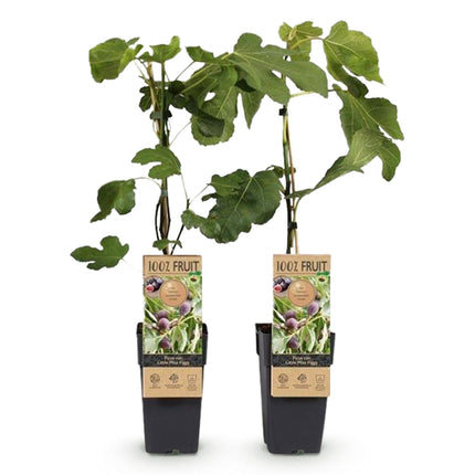 Vijgenboom - 2 planten - Ficus caria Little mis Figgy - Rode Vrucht - Pot 15cm Hoogte 50cm