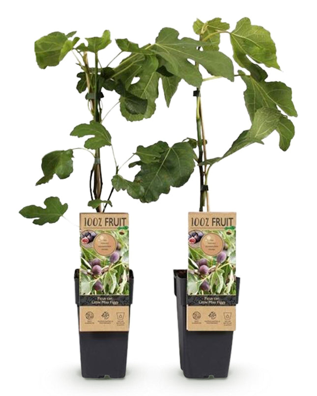 Vijgenboom - 2 planten - Ficus caria Little mis Figgy - Rode Vrucht - Pot 15cm Hoogte 50cm