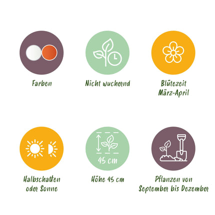 Bloembollen - Narcis Replete - Kleur Wit en Oranje - 10 stuks - Bolmaat 10/12 - XXL Pack