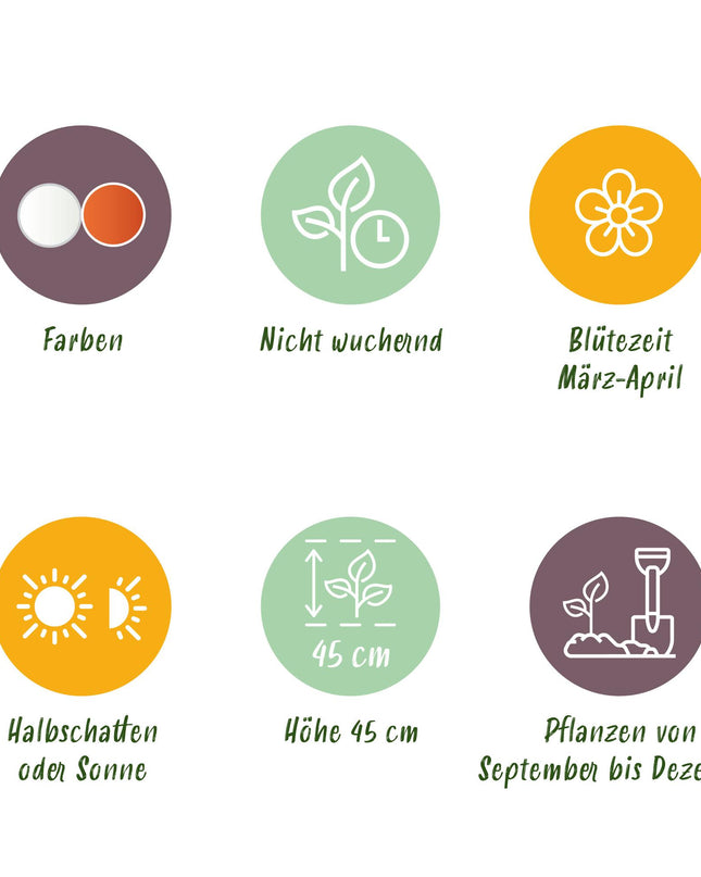 Bloembollen - Narcis Replete - Kleur Wit en Oranje - 10 stuks - Bolmaat 10/12 - XXL Pack