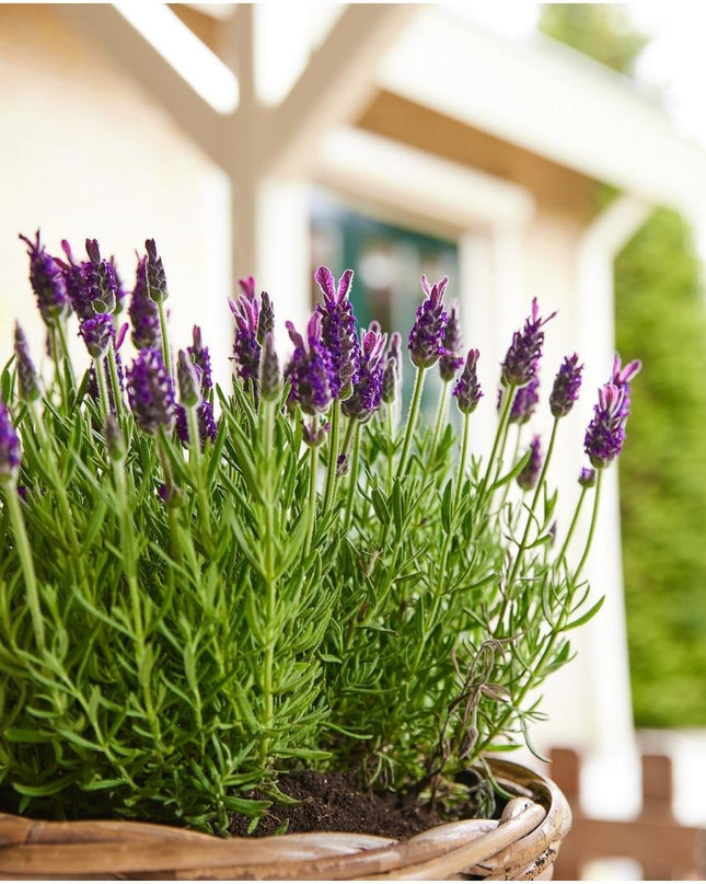 24 x Lavandula stoechas Anouk® - Ø12 cm - ↕25 cm