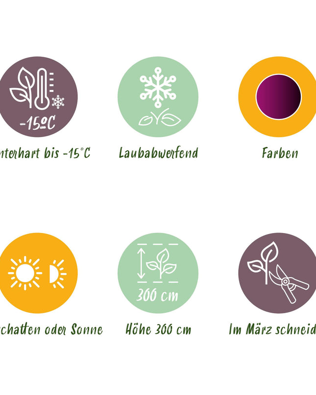 Acero giapponese - Acer palmatum Trompenburg - Viola scuro - 2 pezzi - Vaso 19cm - Altezza 70cm