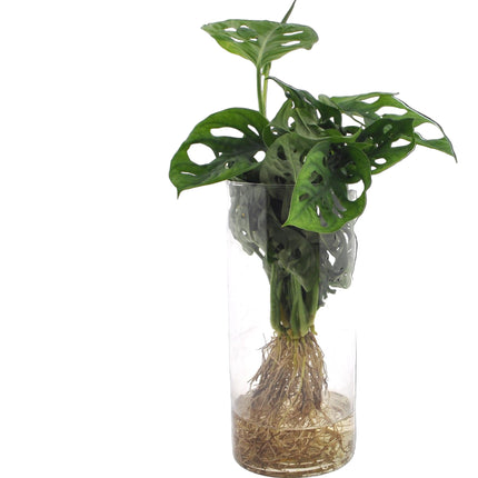 Monstera in Cylinder glas - Ø12cm - ↕25cm