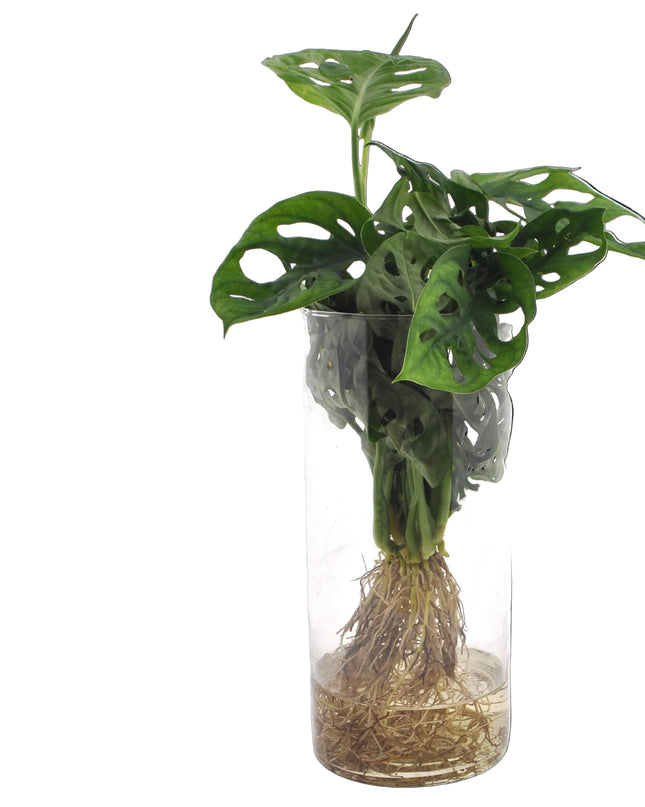 Monstera in Cylinder glas - Ø12cm - ↕25cm