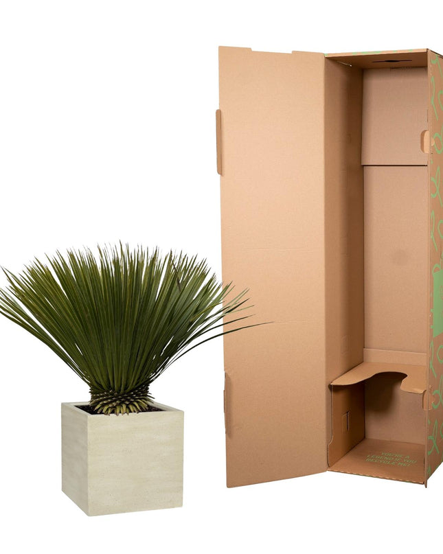 Yucca Rostrata - 70cm- Ø30