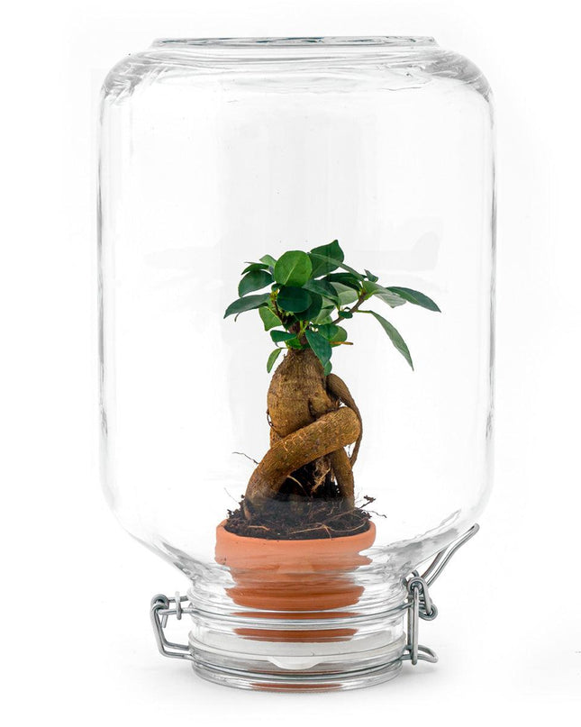 Easyplant - Ficus Ginseng bonsai - Mini-ecosysteem