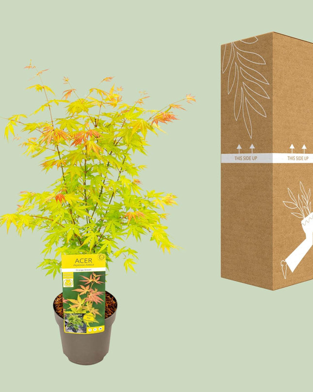 Acer palmatum Orange Dream - Ø19cm - ↕50cm