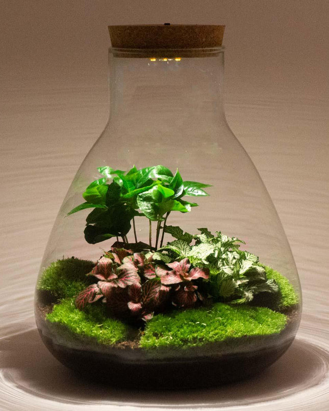 DIY Planten terrarium met licht - Sam Calathea - Ø 24,5 cm ↑ 30 cm - No tools