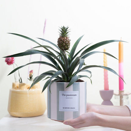 Ananas Rosita Gift "The Passionate" met wenskaart! - Ø12cm - ↕35cm