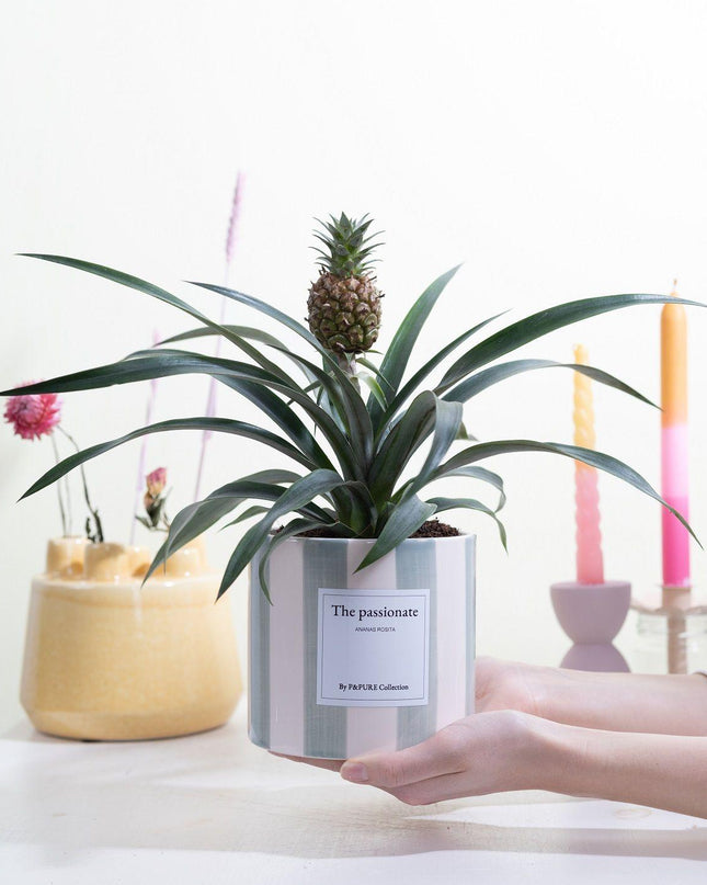 Ananas Rosita Gift "The Passionate" met wenskaart! - Ø12cm - ↕35cm