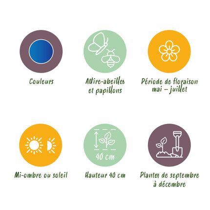 Bloembollen - Allium Caeruleum - Kleur Blauw - 40 stuks - Bolmaat 4/5 - XXL Pack