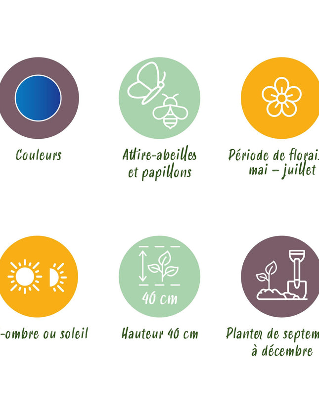 Bloembollen - Allium Caeruleum - Kleur Blauw - 40 stuks - Bolmaat 4/5 - XXL Pack