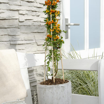 Pyracantha 'Brillo Naranja' - Ø15cm - ↕65cm