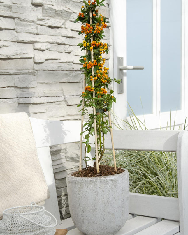 Pyracantha 'Orange Glow' - Ø15cm - ↕65cm
