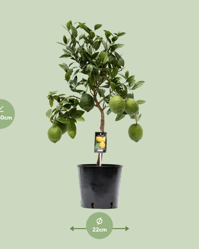 Citrus Lemon - Ø22cm - ↕80cm
