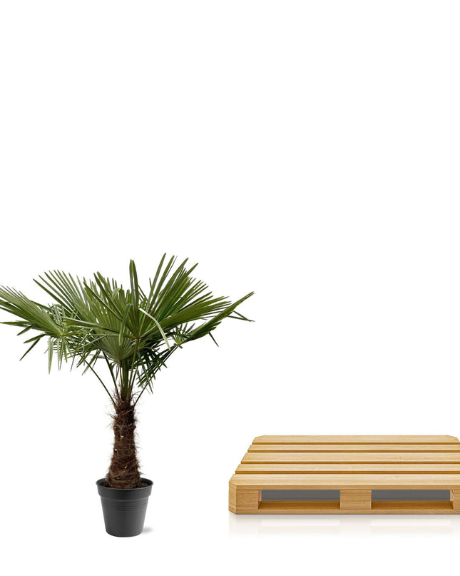 Trachycarpus Fortuneii - 220 - 240cm - Ø45