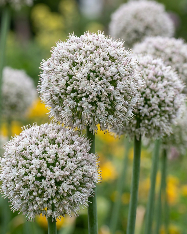 320x Allium Ping Pong - Ajo ornamental Ping Pong - Blanco - Floración estival - Tamaño del bulbo 6/7