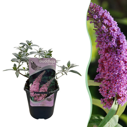 Vlinderstruik - Buddleja davidii Pink Delight - Bloem Roze - 1 Plant - Bladverliezend - Vlinderlokkend -  Pot 17cm Hoogte 25cm