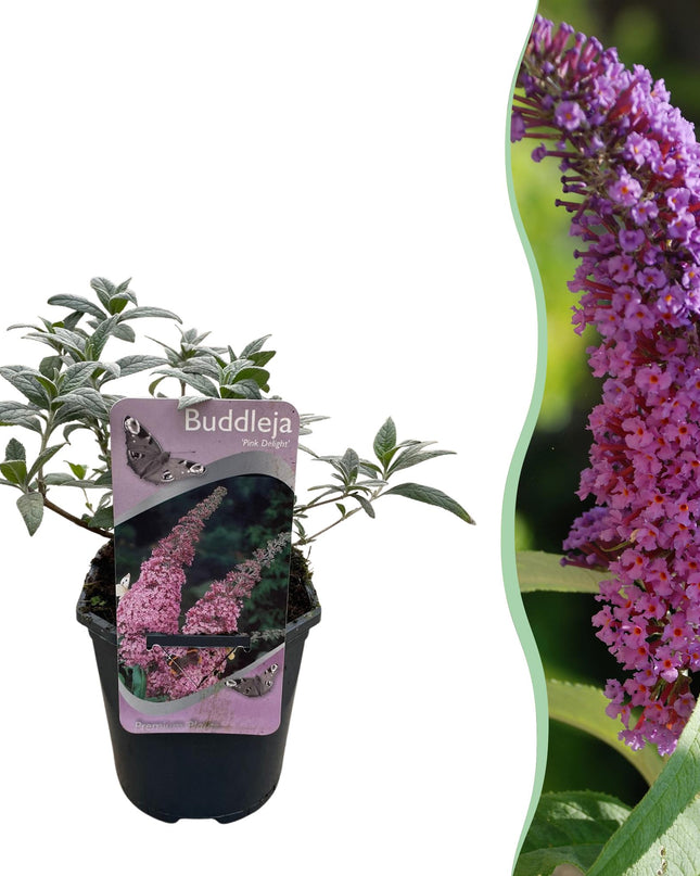 Vlinderstruik - Buddleja davidii Pink Delight - Bloem Roze - 1 Plant - Bladverliezend - Vlinderlokkend -  Pot 17cm Hoogte 25cm
