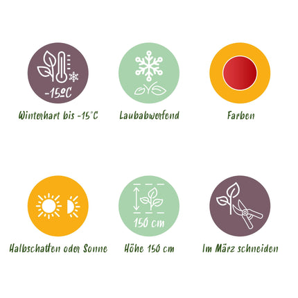 Japanse Esdoorn - Acer palmatum Shaina - Rood - 2 stuks - Pot 19cm Hoogte 70cm