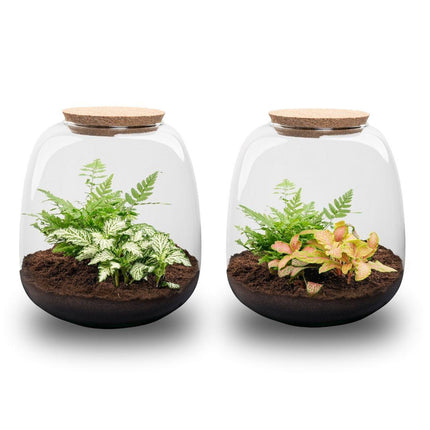 DIY Planten terrarium - Emma Mini - ↕ 20 cm - Ø 19 cm - Fittonia White Tiger