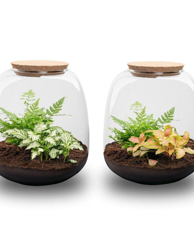DIY Planten terrarium - Emma Mini - ↕ 20 cm - Ø 19 cm - Fittonia White Tiger