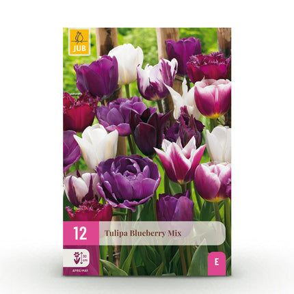 Bloembollen - Tulp Blueberry mix - Diversen Kleuren - 12 stuks - Bolmaat 11/12 - XXL Pack