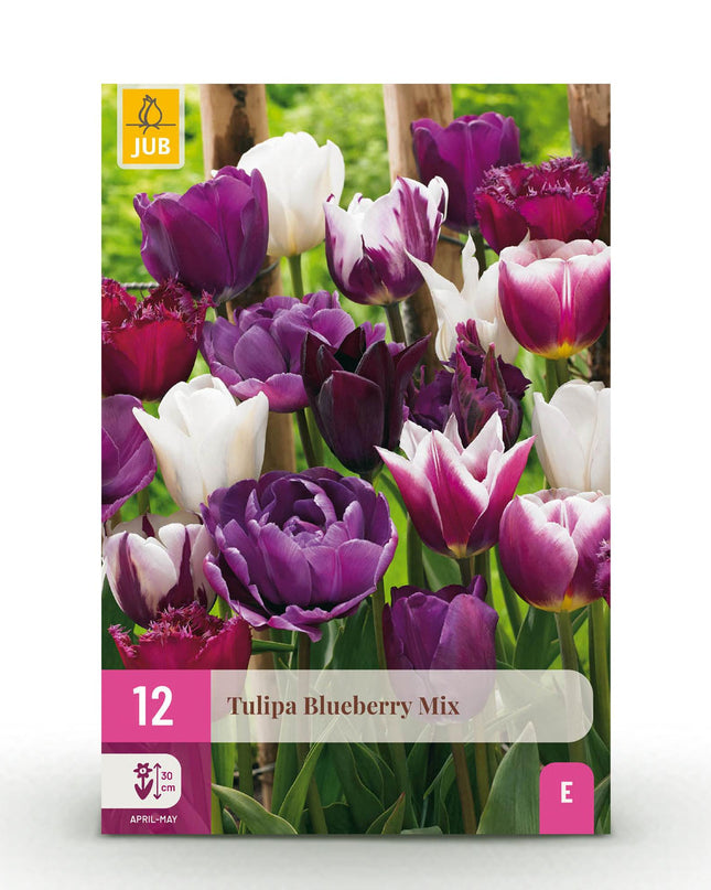Bloembollen - Tulp Blueberry mix - Diversen Kleuren - 12 stuks - Bolmaat 11/12 - XXL Pack
