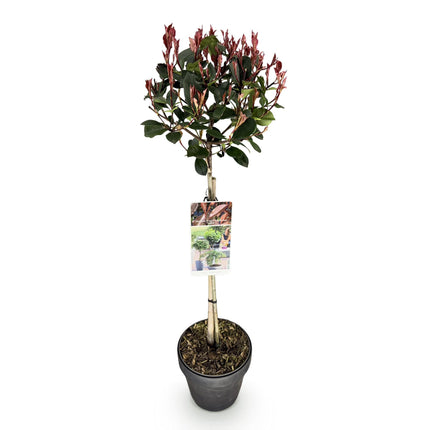 Photinia fraseri Little Red Robin – Terrassenpflanze – immergrün – winterhart – grün-rotes Blatt – Topf 19cm Höhe 90cm