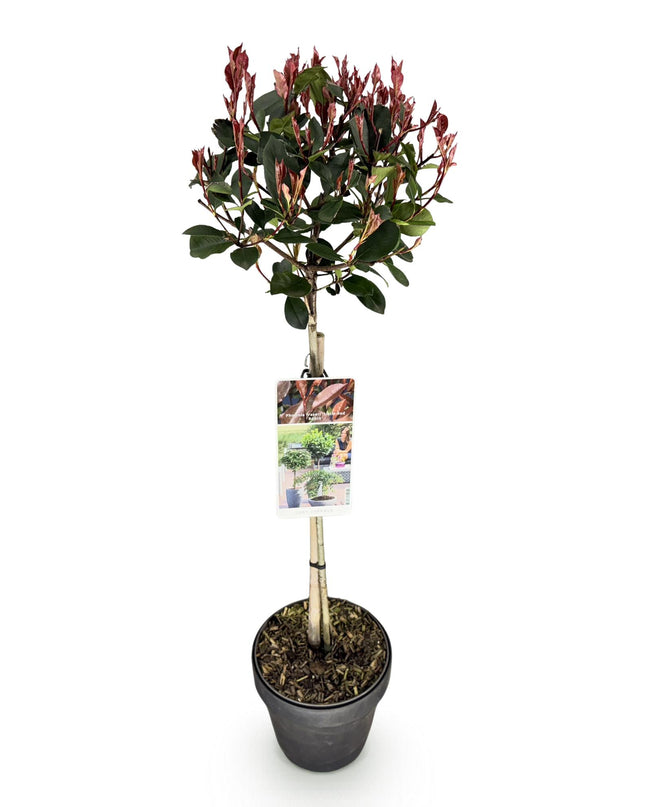 Photinia fraseri Little Red Robin – Terrassenpflanze – immergrün – winterhart – grün-rotes Blatt – Topf 19cm Höhe 90cm
