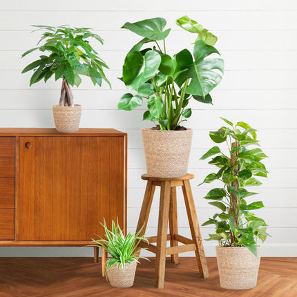 Plantenbox Easy care - 4 planten - incl. mand zeegras