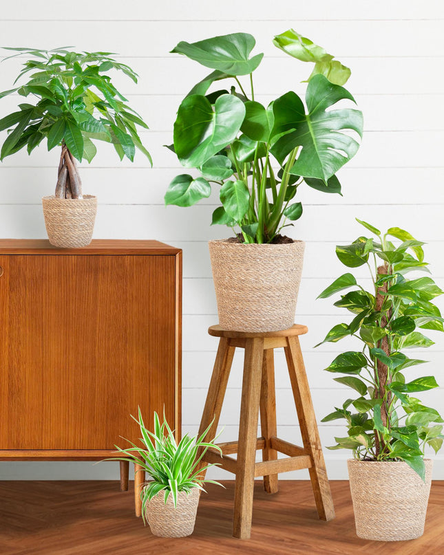 Plantenbox Easy care - 4 planten - incl. mand zeegras