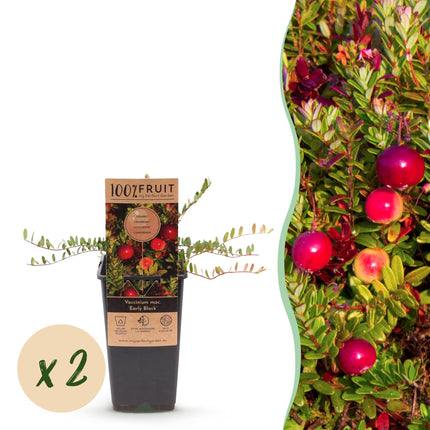 Cranberry - Vaccinium mac. Early Black - Winterhart - Blaubeere - 2 Pflanzen - Topf 15cm - Höhe 50cm